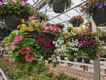 Colorful multi-flower arrangement in a large monster basket
