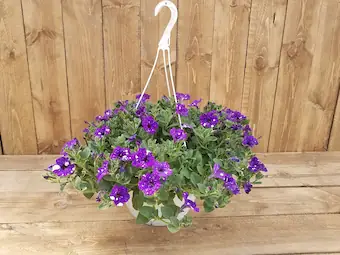 Hanging Flower Baskets