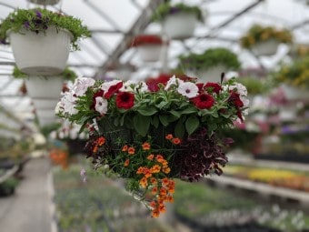 Monster Flower Baskets