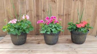 Geranium Planters 100's to choose from 