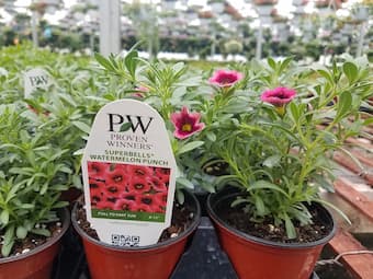 Flowers 4 1/2 inch cups 