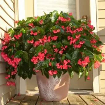Potted Annual Flowers